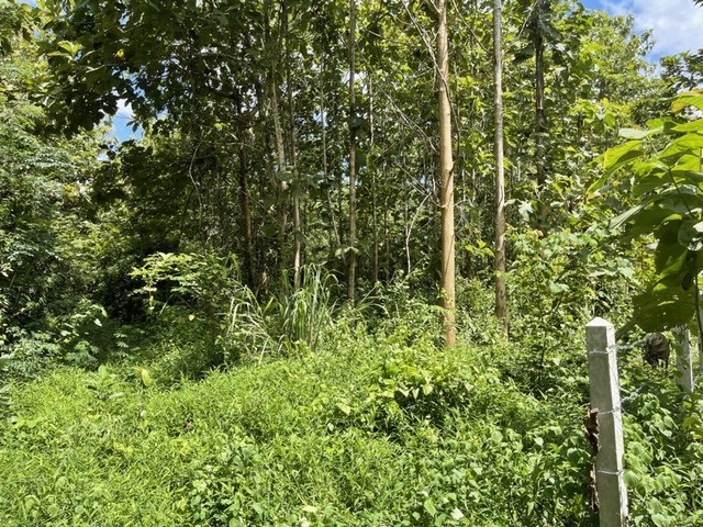 DSL-133 ขาย ที่ดิน ที่ดิน เชียงคาน จ.เลย ใกล้กับ ห่างถนนคนเดินเชียงคาน 1 กม. 35080500 บาท