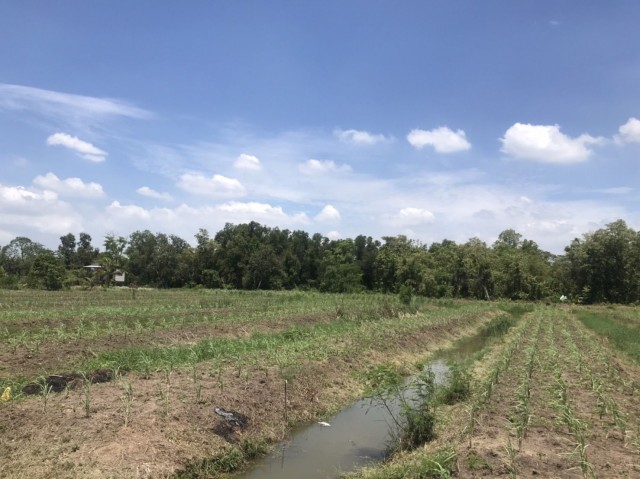 ขายที่ดินหนองเสือ บึงชำอ้อ ปทุมธานี คลอง 8 ฝั่งตะวันออก เนื้อที่ 2 ไร่ สี่เหลี่ยมผืนผ้าติดถนนลาดยาง