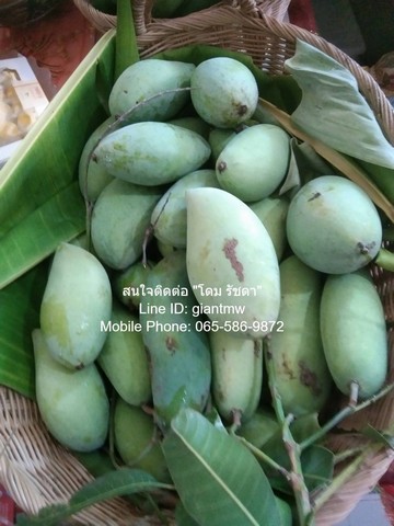 ที่ดิน ขายที่ดินสวนผลไม้หลากหลายชนิด อ.เมืองนครปฐม 3-3-90 ไร่ (1590 ตร.ว.) 3 ไร่ 3 ngan 90 SQ.WA  5000000 thb ไม่ไกลจาก ทางหลวงพิเศษหมายเลข 81: สายบางใหญ่-กาญจนบุรี (6.4 กม.) ราคาคุ้ม