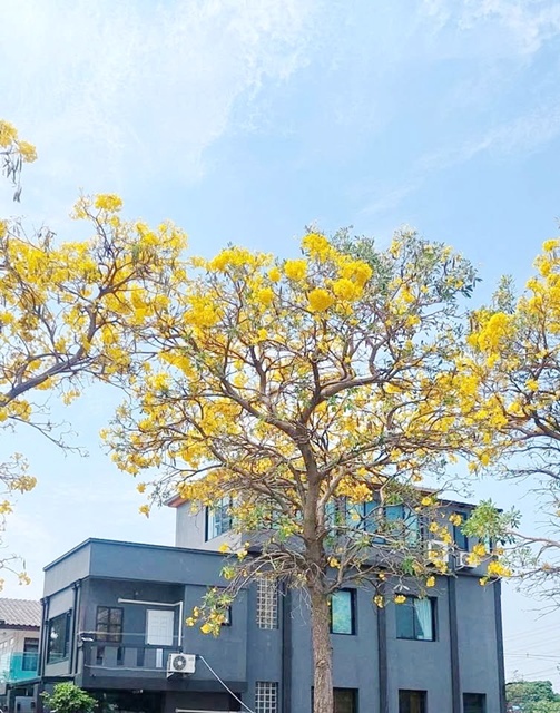 วิวสวน ย่านประชาชื่น-งามวงศ์วาน MRTแจ้งวัฒนะ14 ให้เช่าโฮมออฟฟิศ 3 ชั้น ห้องมุม 30 ตร.วา. 360 ตร.ม. ม.ธุรกิจบัณฑิตย์ 1 กม.  3 นอน 4 น้ำ