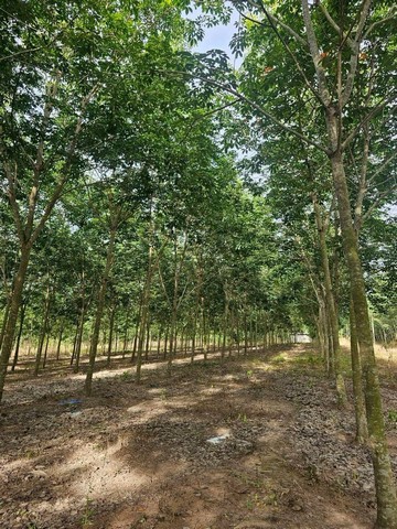 ขายที่ดินสวนยาง 39ไร่กว่า อายุ 7ปี กรีดได้แล้ว ชุมแสง วังจันทร์ ระยอง