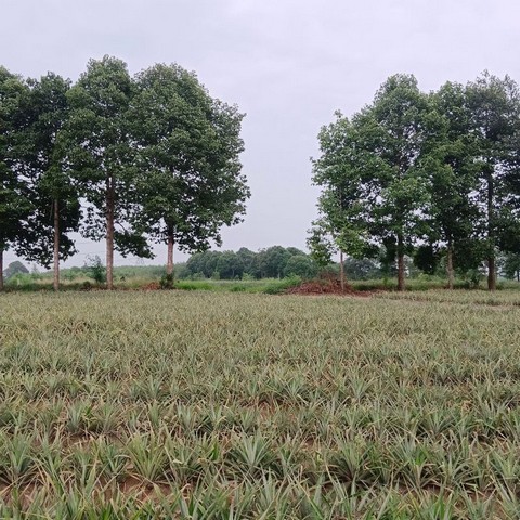 ขายที่ดินแปลงสวย ใกล้นิคมโรจนะบ่อวิน2 เขาคันทรง ศรีราชา ชลบุรี FP-L01560