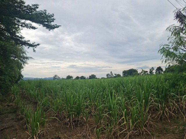 สนใจมีที่สวยๆสักแปลงโซนนี้ไหม ที่ปากช่อง 2ไร่- 8ไร่ โฉนด ต.วังไทร อ.ปากช่อง จ.นครราชสีมา ไร่ละ  2.9 ลบ.สูงจากระดับน้ำทะเลมาก น้ำไฟพร้อม