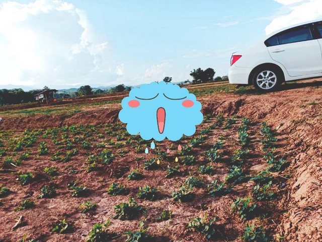 ฝากไว้ให้พิจารณานะคะ ที่สวยติดแม่น้ำน่าน น้ำใสไหลรินตลอดปี  ต.ศรีภูมิ อ.ท่าวังผา จ.น่าน ขาย 800000  วิวดีสวยมาก 0968821857