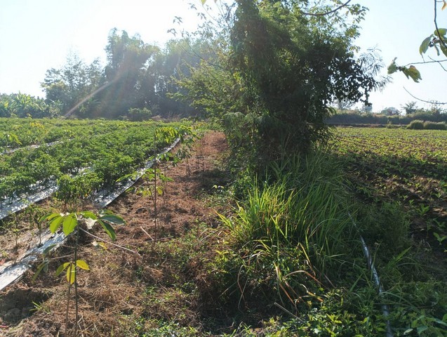 เล็งทรัพย์ดีเก็งเก็บอนาคต ที่ติดแม่น้ำโขง ต.กุดบง อ.โพนพิสัย จ.หนองคาย  หลังติดแม่น้ำโขง ไร่ละ 2ล้านบาท โทร 096-882-1857