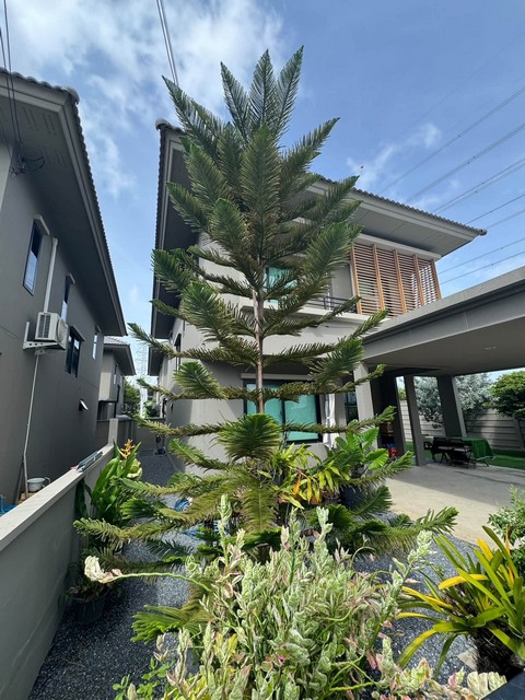P806 ให้เช่า บ้าน 2 ชั้น โคโม่ โบทานิก้า บางนา Como Botanica Bangna หลังริม ใกล้เมก้าบาง