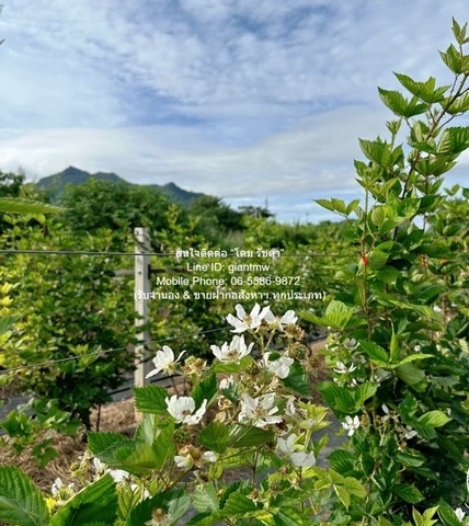 ที่ดิน ขายที่ดิน พร้อมกิจการฟาร์มเกษตร 26 ไร่ ใกล้วัดพระขาว ปากช่อง นครราชสีมา ราคา 60 ล้านบาท  พ.ท. 26 ไร่ 0 NGAN 0 ตร.วา  ใกล้ วัดเทพพิทักษ์ปุณณาราม (วัดพระขาว)  เปย์หรือเท เป็นที่ดิน พร้อมกิจการฟาร์มเกษตร ที่มีระบบสาธารณูปโภครองรับครบถ้วน (ถนน และ