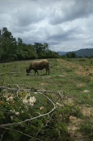 คุยง่ายขายคล่องให้ทางเลือก ขายที่ดินสวยติดภูเขา เทือกเขายาวเรียงแนว ดินดีสมบูรณ์ทรัพย์ในดิน ฟ้าใสวิวหลักล้าน ต.นาจาน อ.สีชมพู จ.ขอนแก่น