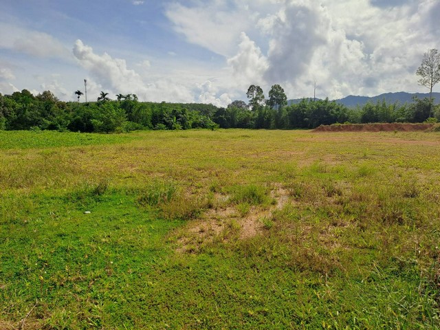 ขายที่ดินถมแล้ว ด้านหน้าติดถนนด้านหลังติดแม่น้ำ อำเภอพะโต๊ะ จังหวัดชุมพร เนื้อที่ 13 ไร่