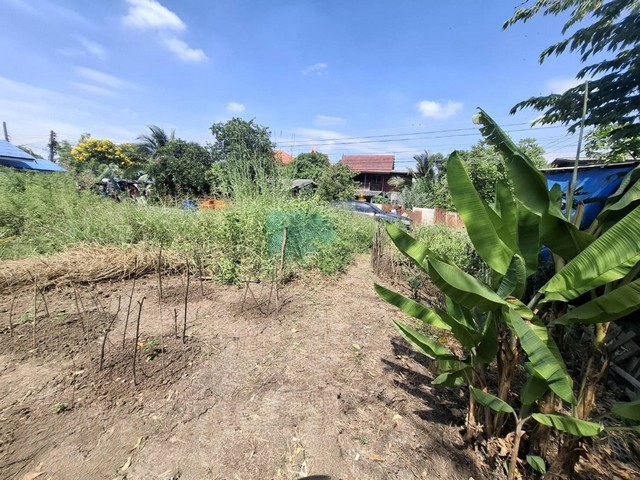 ขายที่ดินถมสูงกว่าถนนแล้ว 50.3 ตรว.ใกล์วัดสะแก (หลวงปู่ดู่) แค่ 3 นาที ห้างเซ็นทรัล ติดถนนซอยคอนกรีต ต.ธนู อ. อุทัย อยุธยา