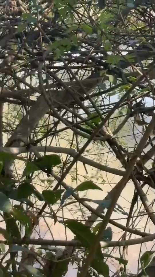 ที่ดินแปลงใหญ่ ติดถนนหลวง 118 เชียงใหม่–เชียงราย (แม่ขะจาน) 32 ไร่ 1 งาน 92 ตร.วา