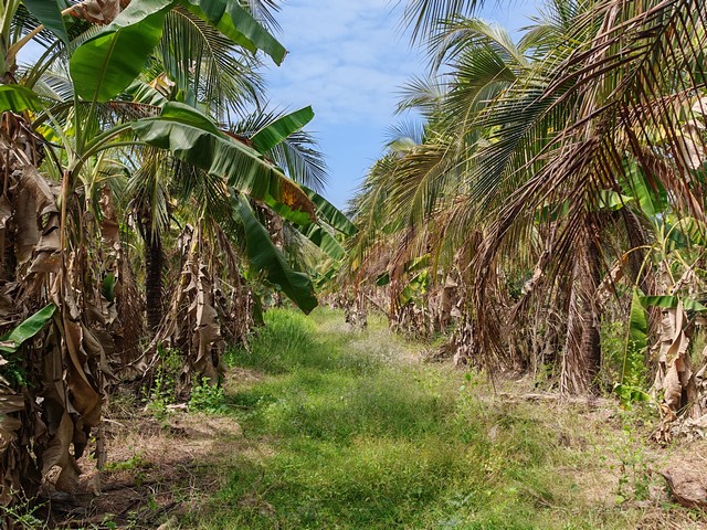 ขายที่ดินแปลงสวย ทำเลดี อ.เมือง จ.กำแพงเพชร เหมาะลงทุน-เกษตร