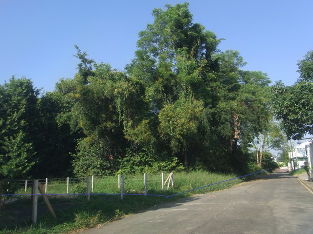 ขายที่ดิน 140 ตารางวา ติดถนน345 ม.ปาริชาติ บางคูวัต ปทุมธานี