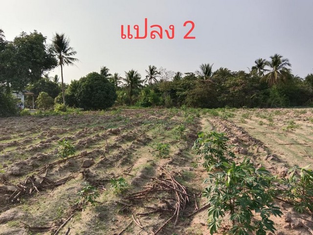 ขายที่ดิน เปล่า 3 แปลง หนองไผ่แก้ว บ้านบึง ชลบุรี เดินทางสะดวก ใกล้ถนน (331) TP-L1810