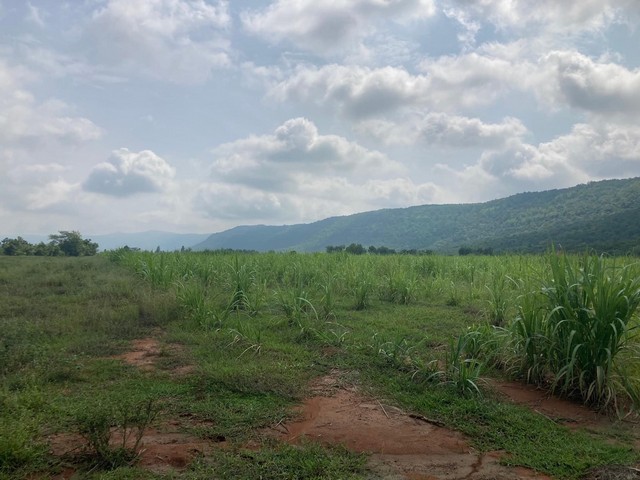 มูลค่าทวีเพิ่มพูนทรัพย์ในดิน ขายที่ดินสวยติดภูเขา เทือกเขายาวเรียงแนว ดินดีสมบูรณ์ทรัพย์ในดิน ฟ้าใสวิวหลักล้าน ต.นาจาน อ.สีชมพู จ.ขอนแก่น