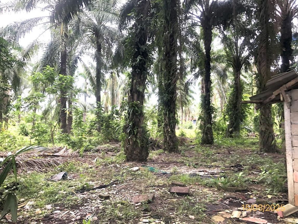 ขาย ที่ดิน สุราษฎร์ธานี อำเภอ ท่าชนะ จังหวัด สุราษฎร์ธานี