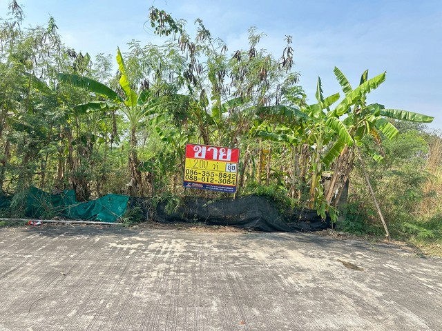 ขายที่ดิน  200 ตารางวา  หมู่บ้านพฤกษาแลนด์ บ้านบึง   ชลบุรี  ใกล้เทศบาลตำบลหนองชากเพียง    ZT891