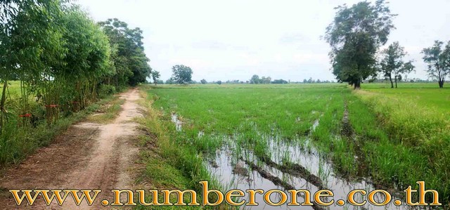 พื้นที่ดิน -  14029500 THAI BAHT ใกล้กับ ใกล้วัดหนองไผ่ ใกล้หมู่บ้านพานทอง โรงเรียนทุ่งทรายวิทยา  ใกล้ถนนไฮเวย์ 3128 การเดินทางสะดวก เข้าออกได้หลายเส้นทาง ใกล้แหล่งชุมชน ใกล้วัดป่าพานทองใต้ ใกล้โรงพยาบาลทรายทองวัฒนา ธนาคารเพื่อการเกษตรและสหกรณ์ ไปรษณ