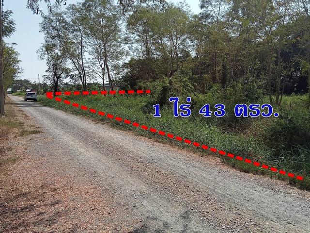 ขายที่ดิน 1 ไร่ 43 ตรว. คลองสิบสอง หนองจอก ใกล้สโมสรหนองจอก ซิตี้ เหมาะทำบ้านสวน ฟาร์มเกษตร