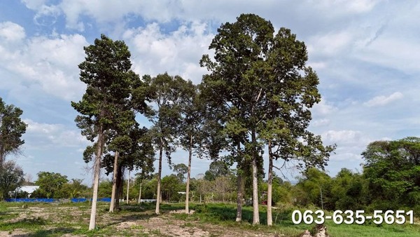 ขายที่สวยหลังตลาดนัดบ้านพริกถูกสุดในโซนนี้ ต.บ้านพริก อ.บ้านนา จ.นครนายก โฉนดครุฑแดงพร้อมโอน การเดินทางสะดวกสบาย