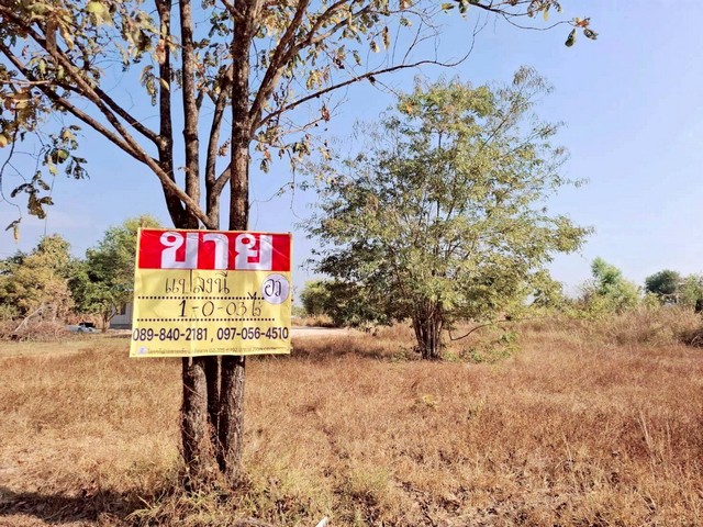 ขายที่ดินติดถนน 1-0-03 ไร่  ซอยวัดป่าเทพวังทอง  จุมพล  โพนพิสัย  หนองคาย   ZP207