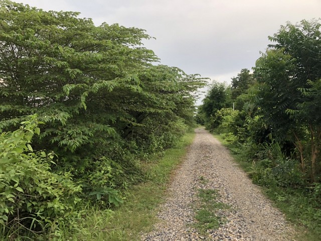 จากใจคนขายถึงใจผู้ซื้อ  ขายที่ดินสวยติดภูเขา เทือกเขายาวเรียงแนว ดินดีสมบูรณ์ทรัพย์ในดิน ฟ้าใสวิวหลักล้าน ต.นาจาน อ.สีชมพู จ.ขอนแก่น