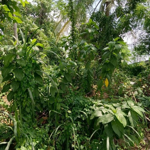 ขายที่ดินเปล่า ติดอมตะซิตี้ มาบยางพร ปลวกแดง ระยอง FP-L01886