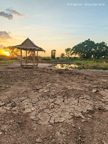 เพียง2.5แสน฿100ตรว.ที่ดินทำสวนเกษตรใกล้กรุงฯ คลอง11 หนองเสือ ปทุมฯ 086-301-6161