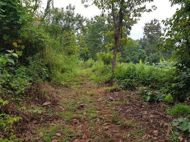 ขายที่ดิน 1-1-63ไร่ 750000 บาท สวนกล้วยน้ำว้า วิวเขา ติดถนน บ้านแม่สาบ ต.สะเมิงใต้ อ.สะเมิง เชียงใหม่