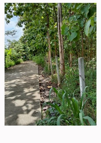 สวนสักแปลงสวย ทำเลดี ที่ดินเหมาะสำหรับลงทุนระยะยาว สันทราย