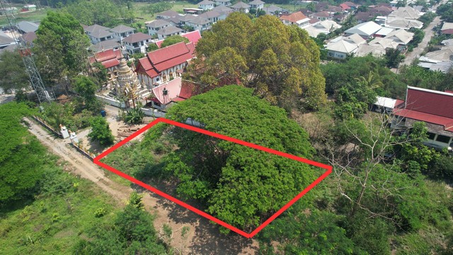 ขายที่ดินสารภี ใกล้เมืองเชียงใหม่ 200 ตร.วา ราคาถูก ทำเลดี ท่าวังตาล