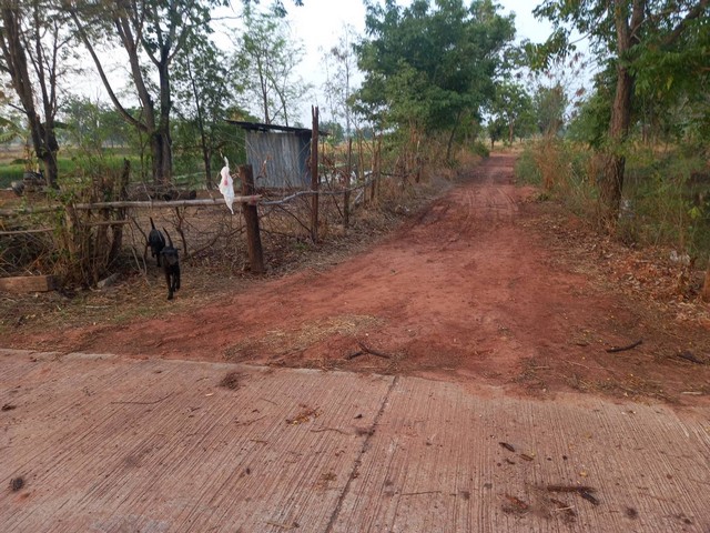 ขายที่ดินที่นา 5ไร่1งาน60ว. 1.1ล้านบาท ถนนดินสาธารณะ ใกล้ ถ.ชัยภูมิ-บ้านเขว้า ต.รอบเมือง อ.เมือง ชัยภูมิ