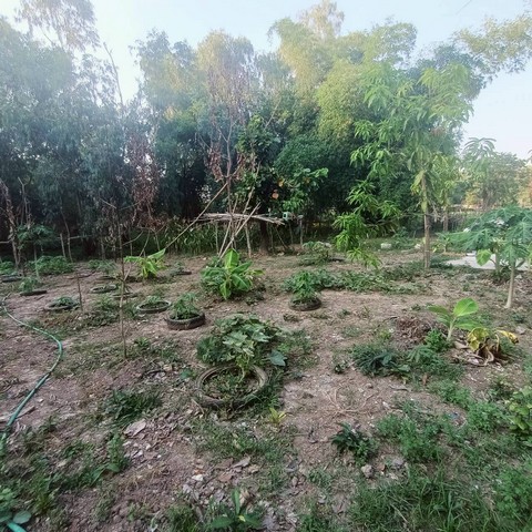 ขายที่ดินสวย รูปสี่เหลี่ยมผืนผ้า  239 วา สะแกกรัง  เมืองอุทัยธานี  ใกล้ศาลากลางจังหวัดอุทัยธานี