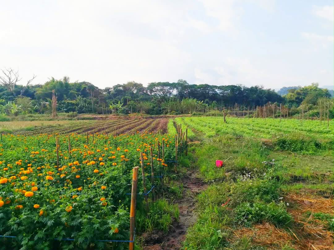 ที่ดิน 5 ไร่ บนดอยอินทนนท์  ติดลำน้ำแม่กลาง จอมทอง เชียงใหม่ ขนาด 5 ไร่ 2 งาน 42 ตร.วา (โฉนด)