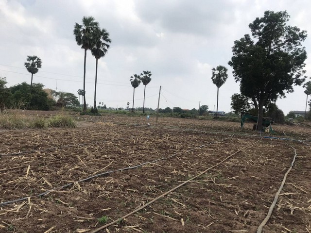 จากใจคนขายถึงใจผู้ซื้อ   ขายที่สวยติดแม่น้ำน่าน ชุมแสง  จ.นครสวรรค์ 300000 บาท.วิวแม่น้ำเกษตรดีงามสวยสมบูรณ์