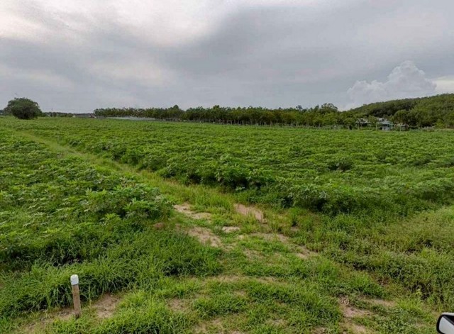 ขายที่ดินแปลงสวย ราคาดี นิคมพัฒนา ระยอง  FP-L01885