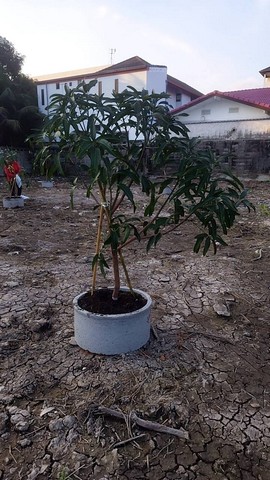 ขายด่วนที่ดินงามวงศ์วาน 15 เข้าซอย 150 m ขนาด 1 ไร่ 40 x 40 m ตรว 97500 บาท