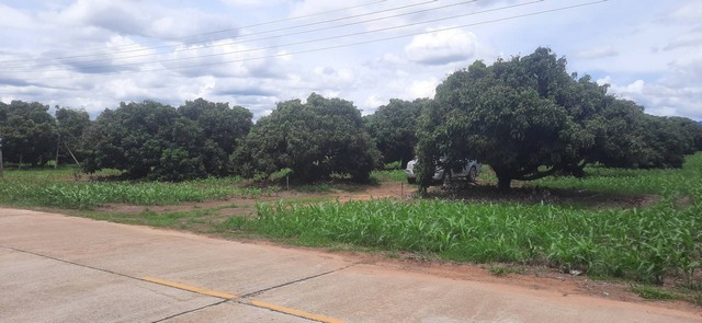 ขายที่ดินสวนลำไย 9-2-87ไร่ 3.8ลบ.ถ.คอนกรีต2เลน น้ำประปา ไฟฟ้า ใกล้ถนน ชม.-พร้าว บ้านร่มเกล้า ต.แม่แวน อ.พร้าว เชียงใหม่