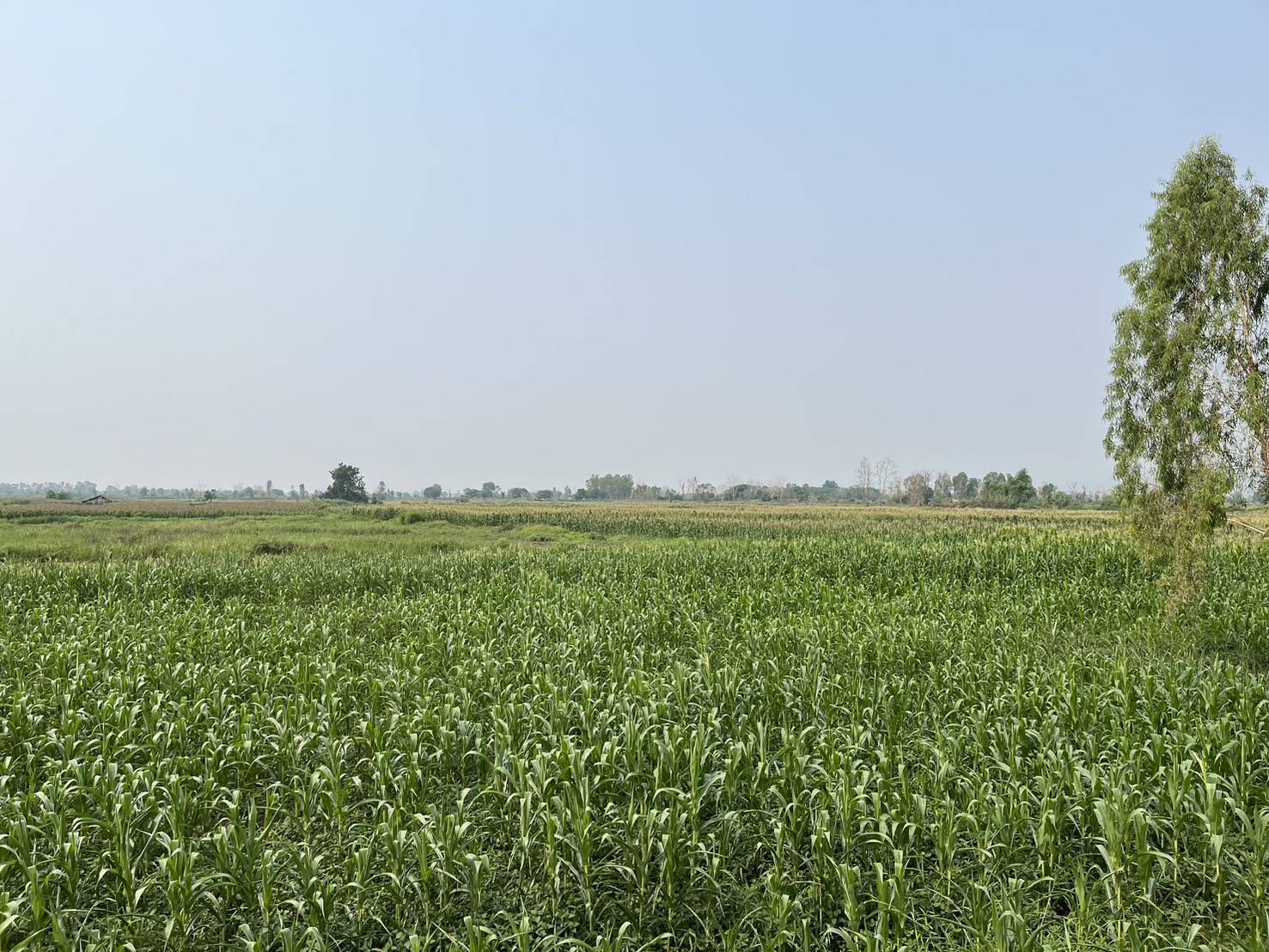 ที่ดินผืนใหญ่ 675 ไร่ ติดถนนใหญ่ อ.เชียงคำ จ.พะเยา