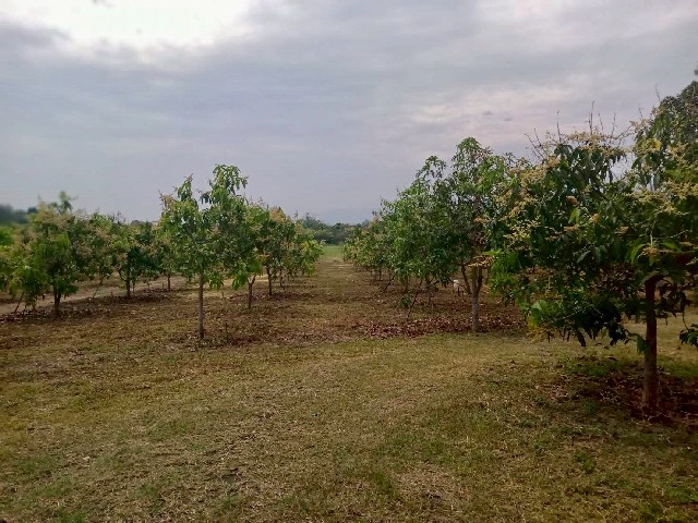 ขายที่ดิน สวนมะม่วง เนื้อที่ 16-0-34 ไร่ ทำเลดีมาก อากาศดีมาก บ้านโฮ่ง ลำพูน