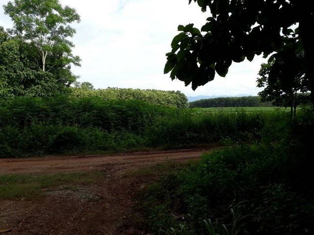 ขายที่ดิน สวนสัก สวนยาง เหมา 34ไร่2งาน 24.15ล้านบาท โฉนดทุกแปลง ต.สถาน อ.เชียงของ เชียงราย