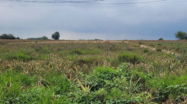 ขายที่ดินนิคมพัฒนา แปลงสวย ทำเลดี ใกล้นิคมอมตะโซนจีน ระยอง FP-L01604