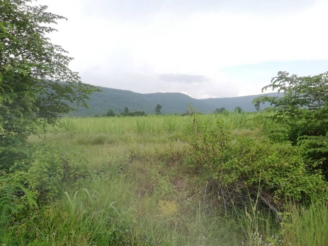 สู่ยุคหาทรัพย์ดีเอื้อเศรฐกิจ  ขายที่ดินสวยติดภูเขา เทือกเขายาวเรียงแนว ดินดีสมบูรณ์ทรัพย์ในดิน ฟ้าใสวิวหลักล้าน ต.นาจาน อ.สีชมพู จ.ขอนแก่น