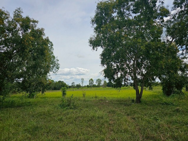 ขายที่ดินมหาสารคาม ติดทางสาธารณะ เนื้อที่ 4 ไร่ 3 งาน 4 ตารางวา  มหาสารคาม