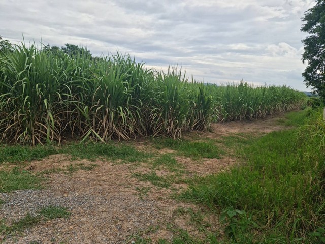 ใกล้ปีใหม่ดูทรัพย์มีมูลค่า ที่ปากช่อง 2ไร่- 8ไร่ โฉนด ต.วังไทร อ.ปากช่อง จ.นครราชสีมา ไร่ละ  2.9 ลบ.สูงจากระดับน้ำทะเลมาก น้ำไฟพร้อม