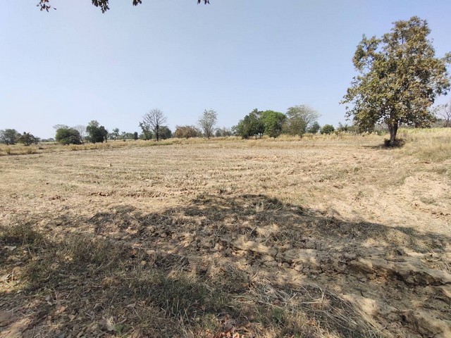 ขายที่ดิน 12 ไร่ 2 ล้าน ..ด่วน แบ่งขายได้ อำเภอห้วยแถลง จ.นครราชสีมา