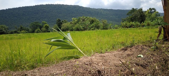 เล็งทรัพย์ดีเก็งเก็บอนาคต ขายที่ดินสวยติดภูเขา เทือกเขายาวเรียงแนว ดินดีสมบูรณ์ทรัพย์ในดิน ฟ้าใสวิวหลักล้าน ต.นาจาน อ.สีชมพู จ.ขอนแก่น